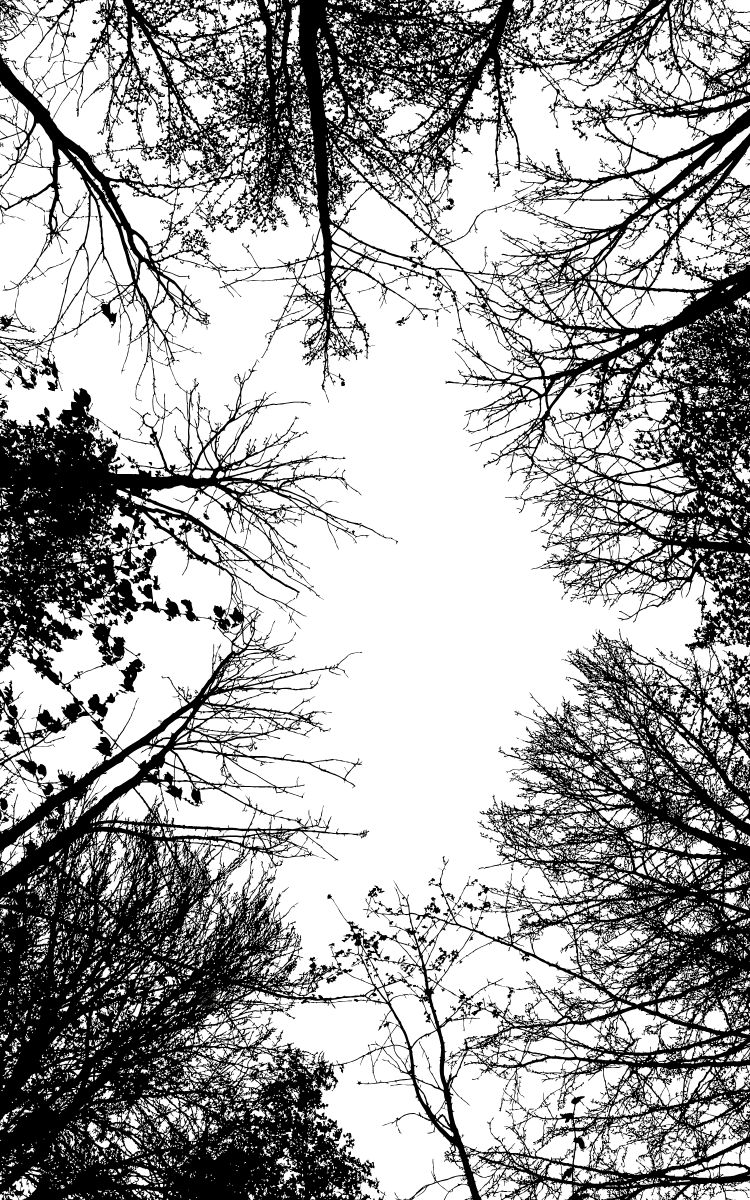not for profit treetops b&w (750 x 1200 px)
